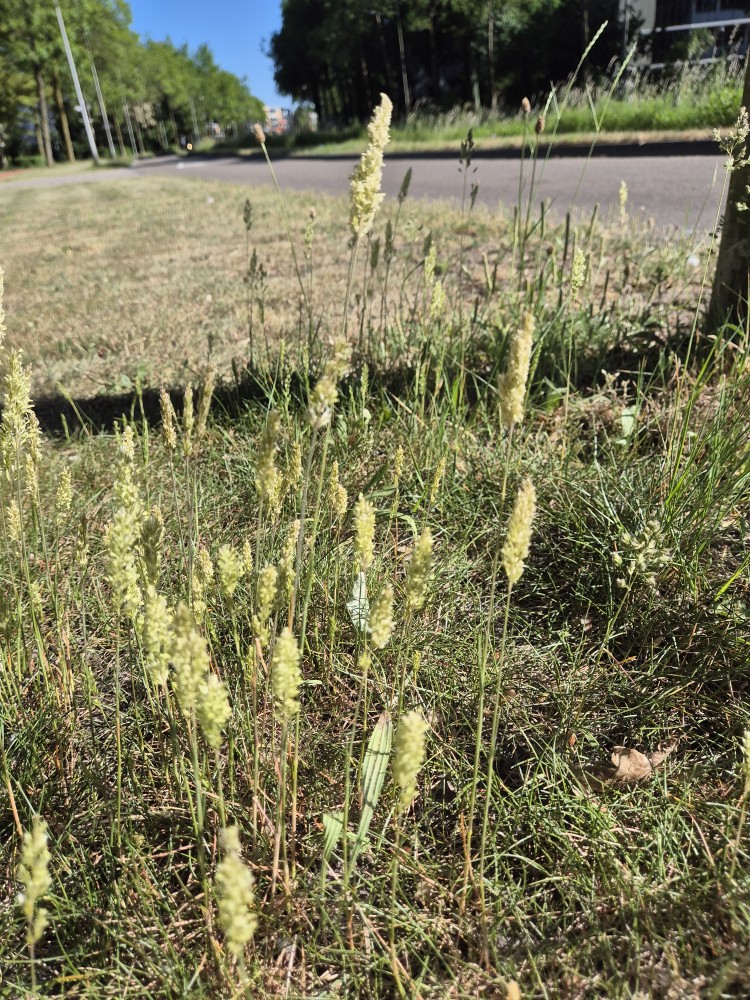 Koeleria macrantha (Prairie Junegrass) (alternate view 3)