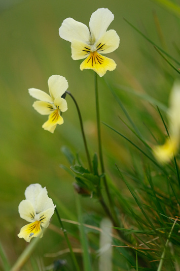 Viola lutea (Mountain Pansy) (alternate view 11)