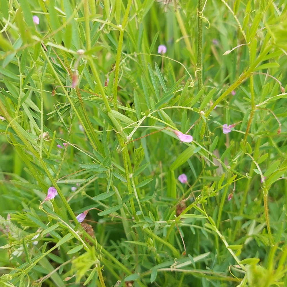 Vicia tetrasperma (Lentil Vetch) (alternate view 12)