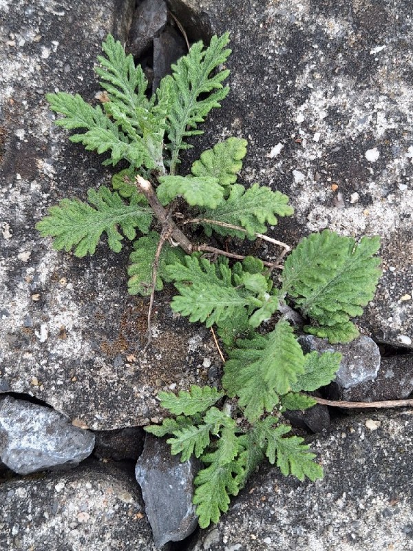 Jacobaea erucifolia (Hoary Ragwort) (alternate view 14)
