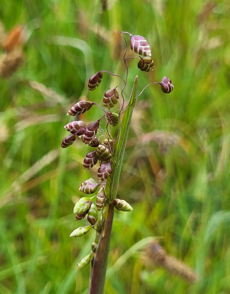 Briza media (Quaking-grass) (alternate view 8)