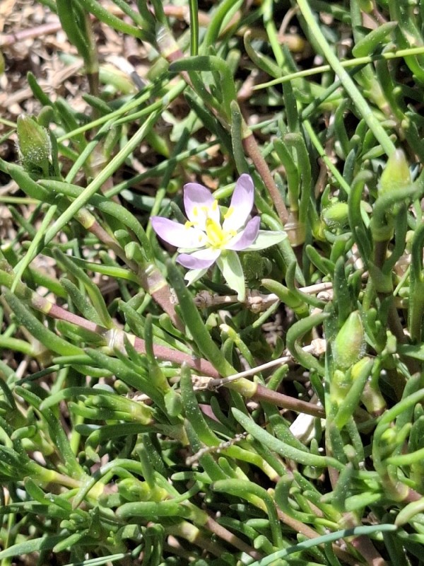 Spergularia media (Greater Sea-spurry) (alternate view 8)