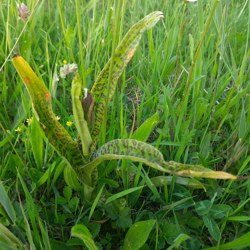 Dactylorhiza praetermissa (Southern Marsh-orchid) (alternate view 8)
