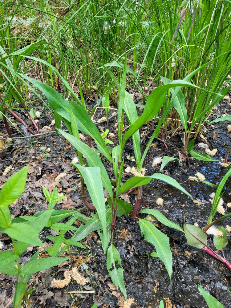 Ranunculus lingua (Greater Spearwort) (alternate view 11)