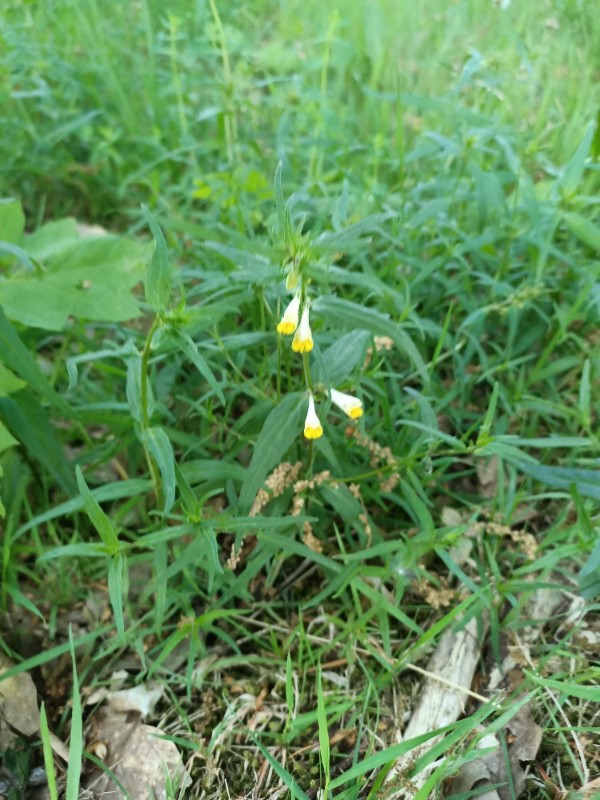 Melampyrum pratense (Common Cow-wheat) (alternate view 12)