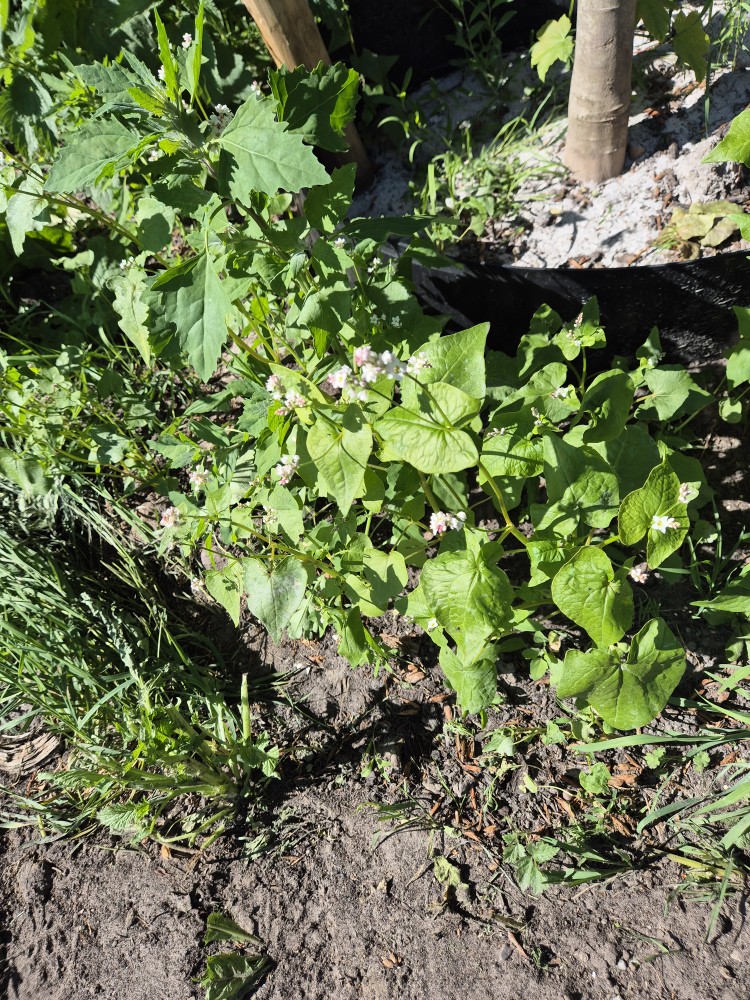 Fagopyrum esculentum (Common Buckwheat) (alternate view 11)