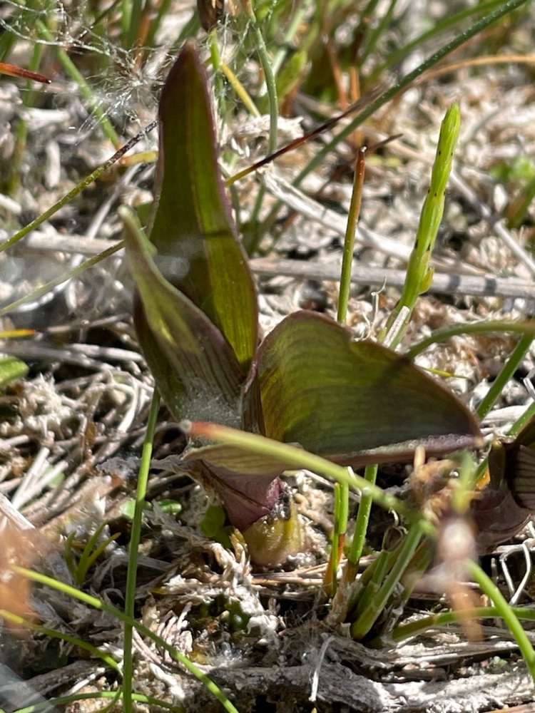 Epipactis palustris (Marsh Helleborine) (alternate view 7)