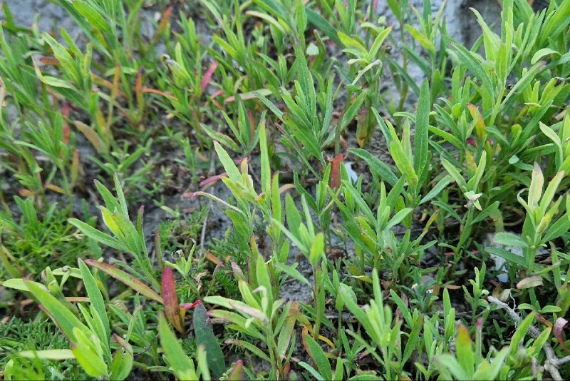Atriplex littoralis (Grass-leaved Orache) (alternate view 11)