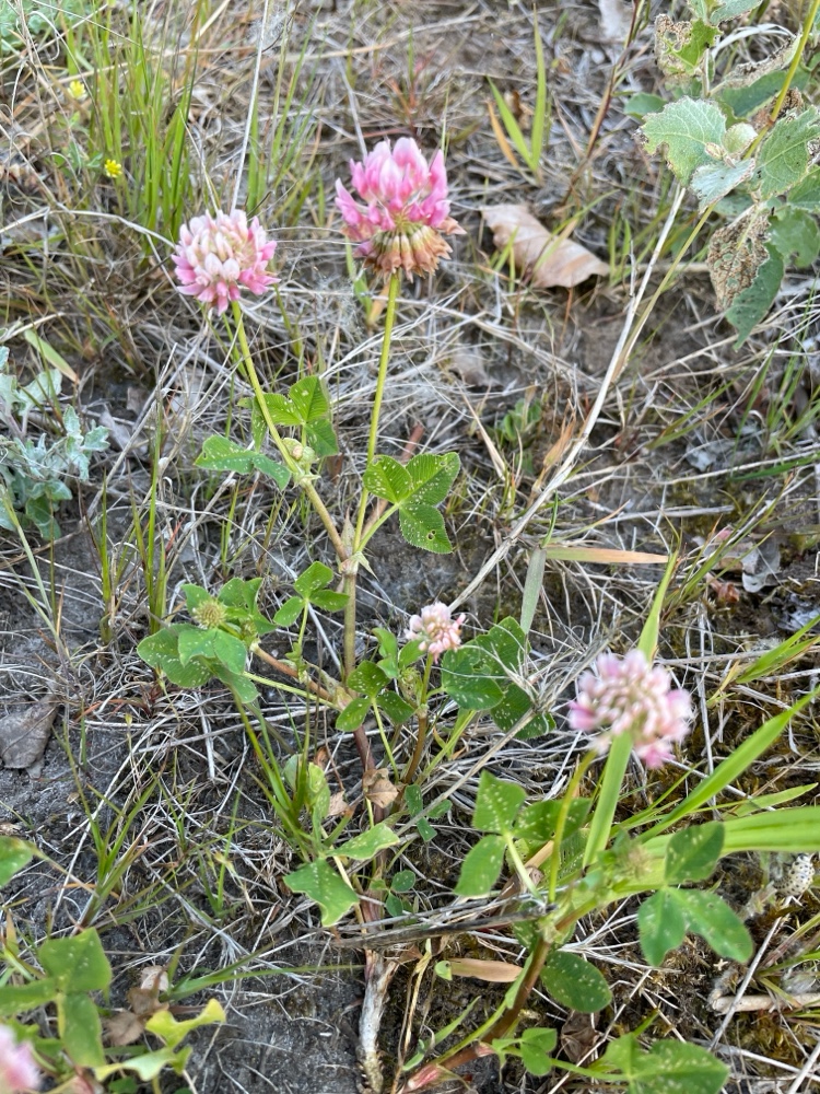 Trifolium hybridum (Alsike clover) (alternate view 13)