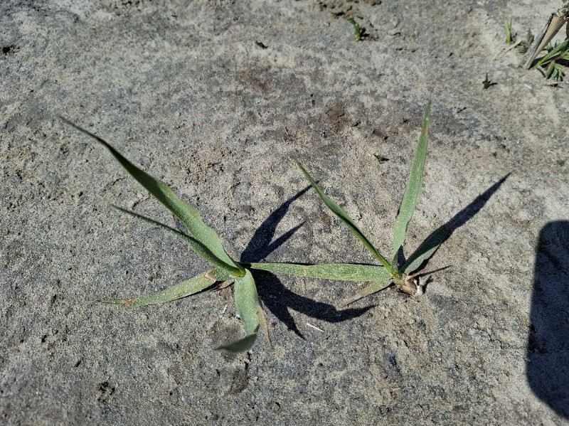 Spartina anglica (English cordgrass) (alternate view 3)
