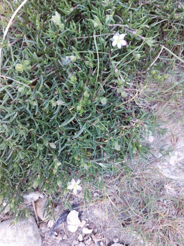 Spergularia media (Greater Sea-spurry) (alternate view 9)