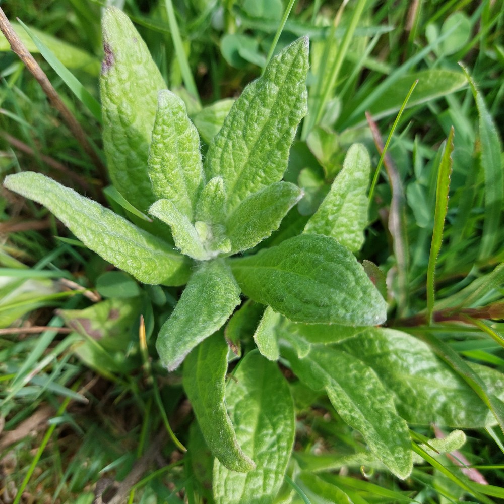 Pulicaria dysenterica (Common Fleabane) (alternate view 11)
