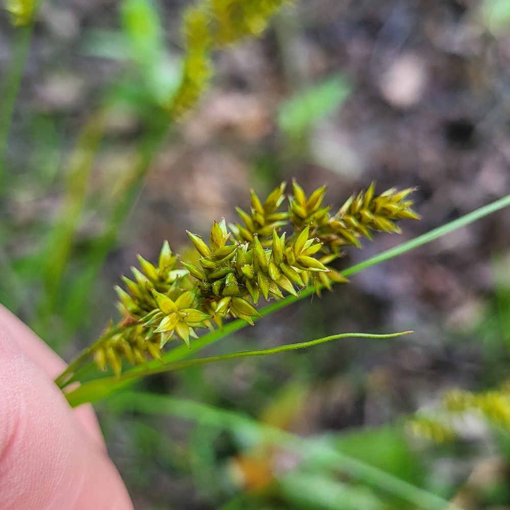 Carex elongata (elongated sedge) (alternate view 11)