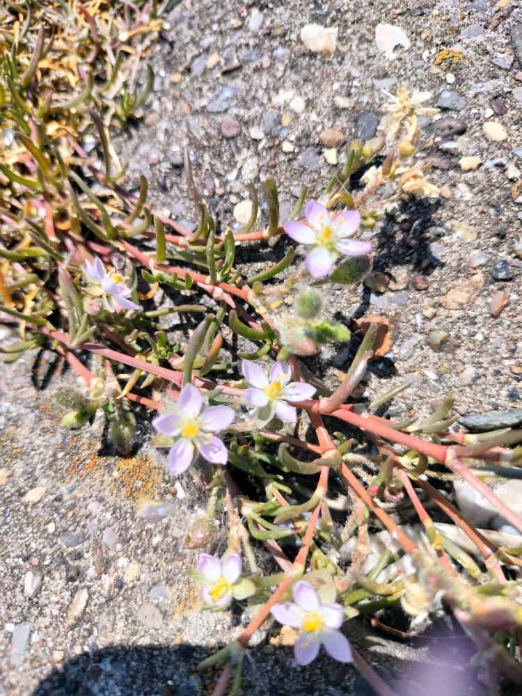 Spergularia media (Greater Sea-spurry) (alternate view 11)