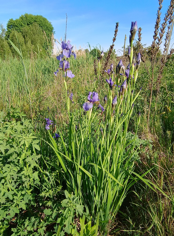 Iris sibirica (Siberian iris) (alternate view 2)