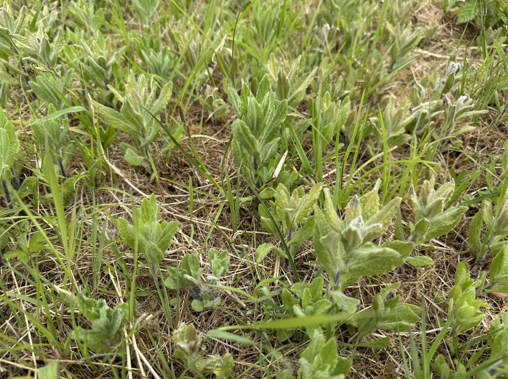 Pulicaria dysenterica (Common Fleabane) (alternate view 13)