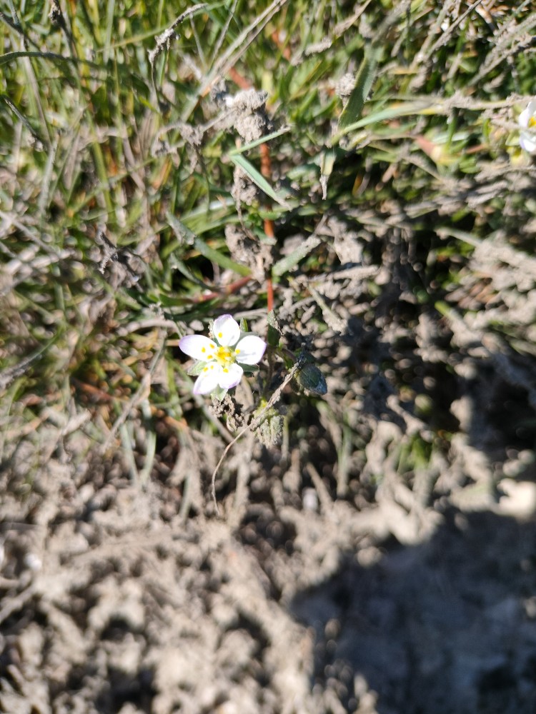 Spergularia media (Greater Sea-spurry) (alternate view 10)