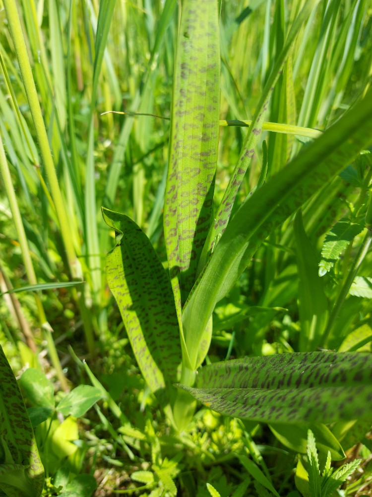 Dactylorhiza praetermissa (Southern Marsh-orchid) (alternate view 6)