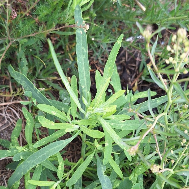 Atriplex littoralis (Grass-leaved Orache) (alternate view 15)