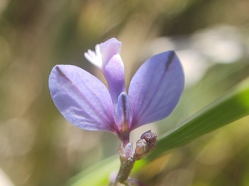 Polygala serpyllifolia (Heath Milkwort) (alternate view 12)