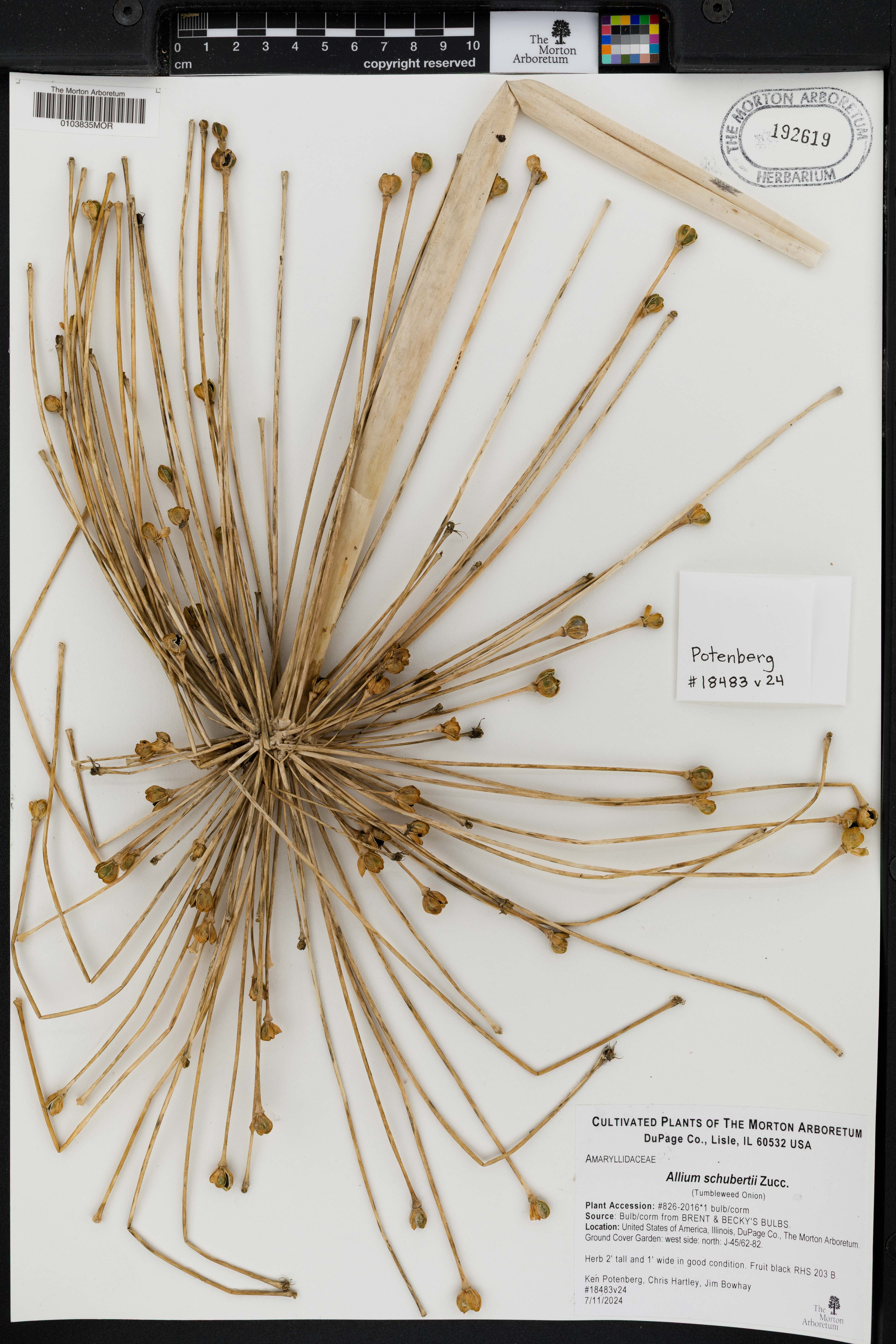Allium schubertii (satellite onion) (alternate view 10)