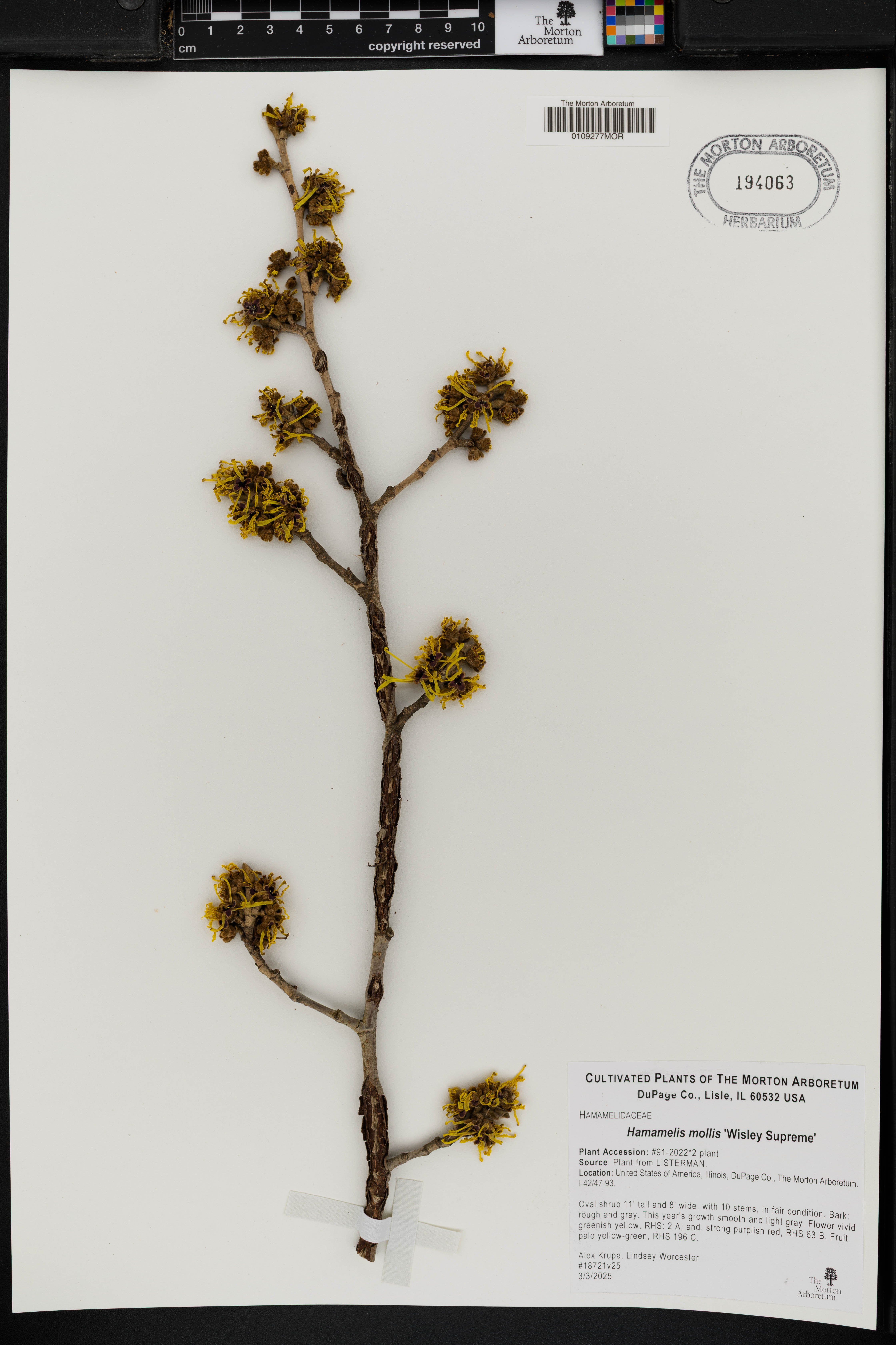 Hamamelis mollis (Chinese witch hazel) (alternate view 11)