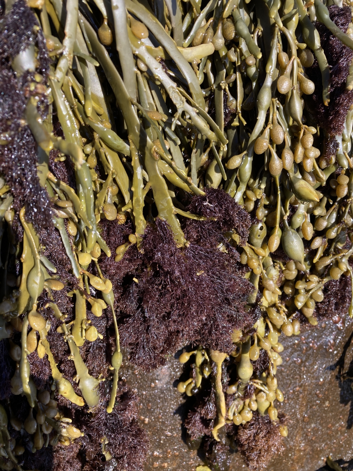 Vertebrata lanosa (Wrack Siphon Weed) (alternate view 12)