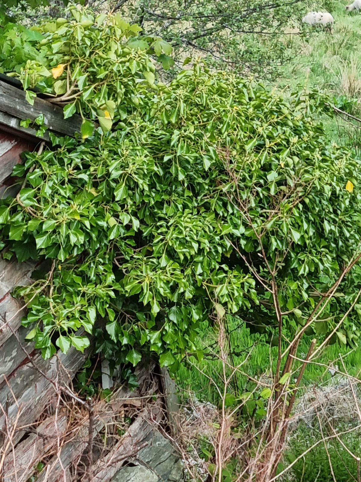 Hydrangea petiolaris (climbing hydrangea) (alternate view 5)
