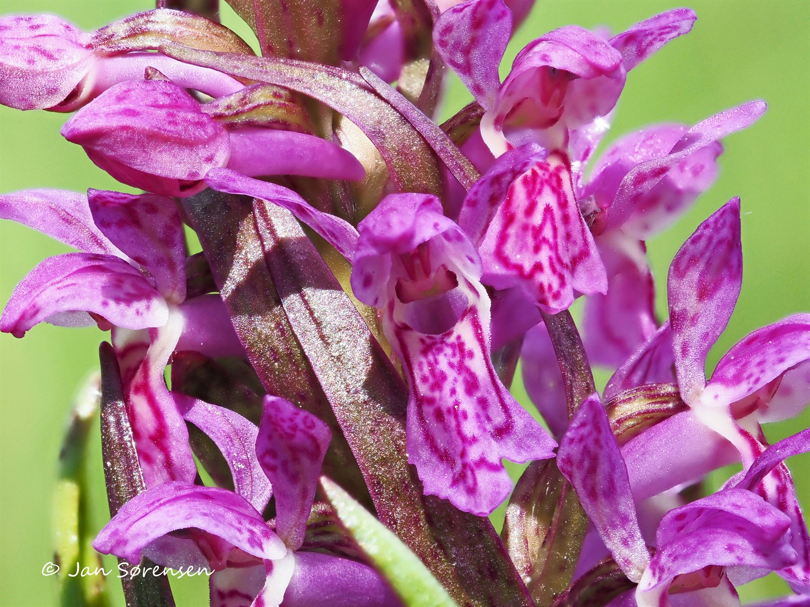 Dactylorhiza incarnata (Early Marsh-orchid) (alternate view 7)