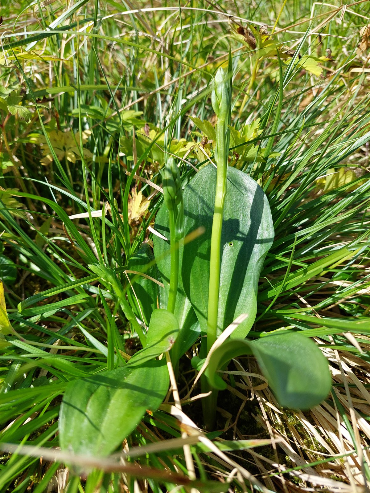 Platanthera chlorantha (Greater butterfly-orchid) (alternate view 8)