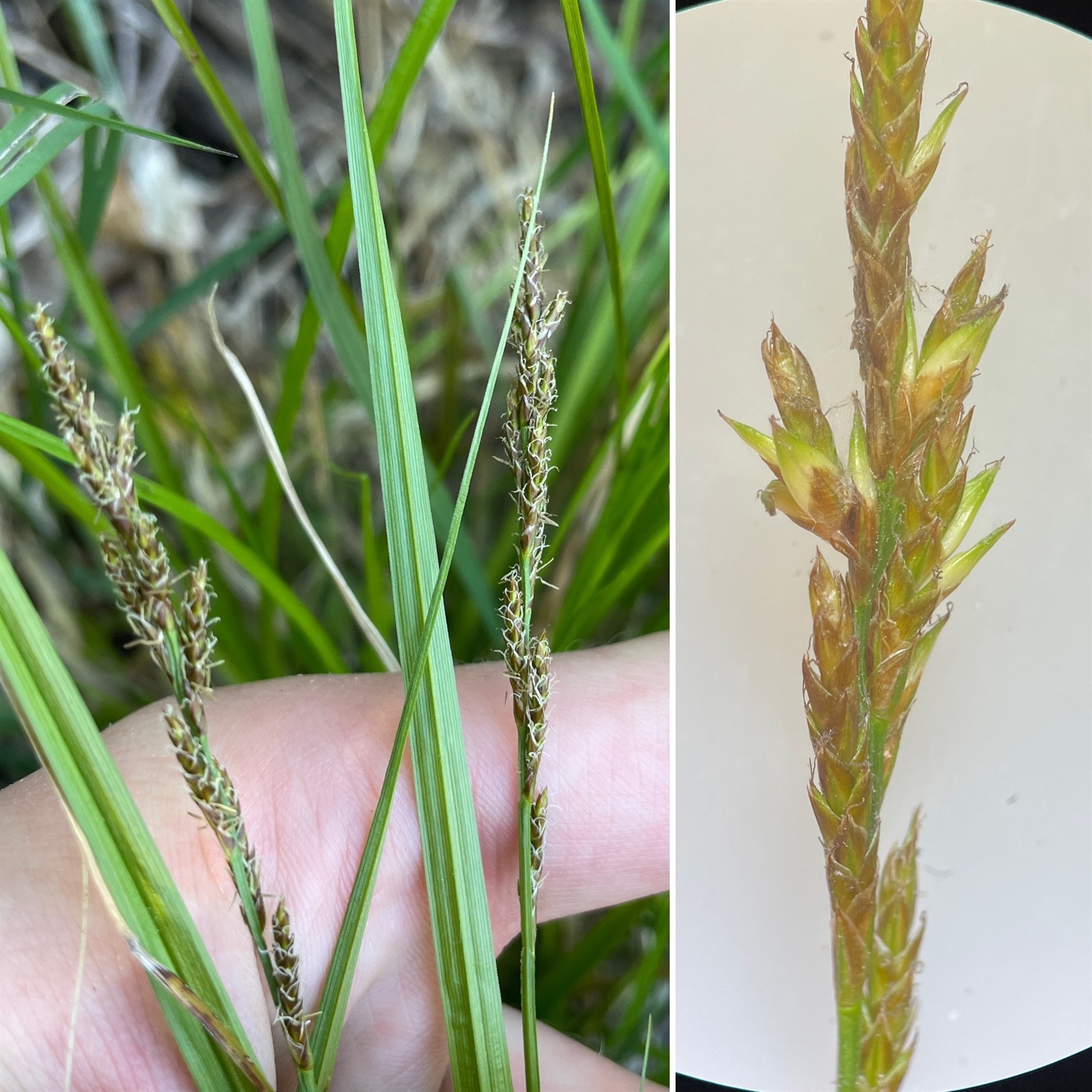Carex elongata (elongated sedge) (alternate view 12)