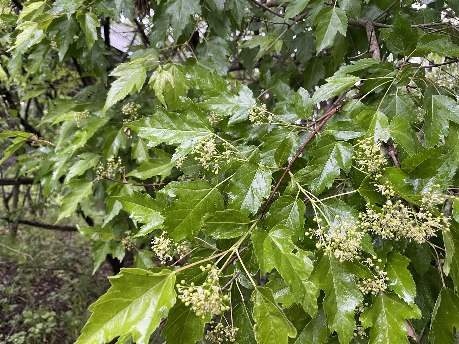 Acer ginnala (Amur Maple) (alternate view 2)