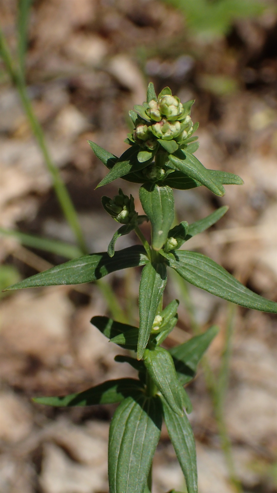Galium boreale (Northern Bedstraw) (alternate view 10)