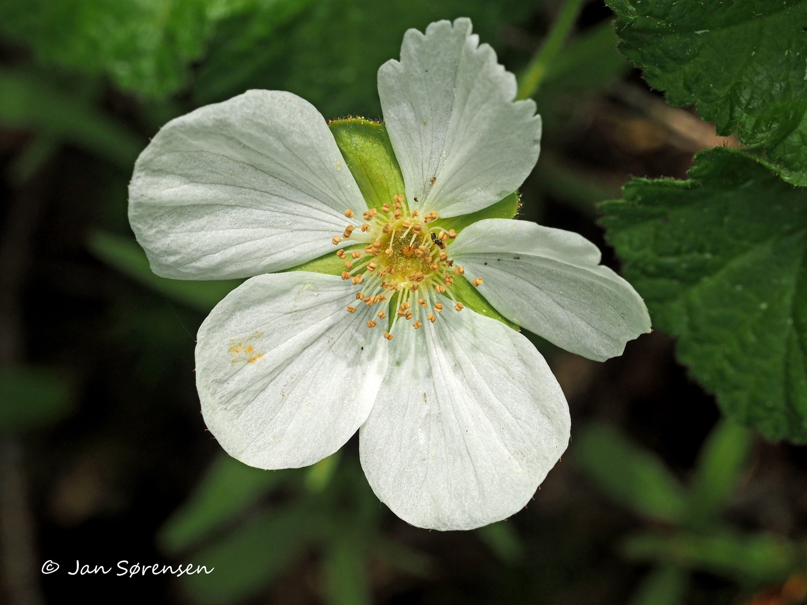 Rubus chamaemorus (cloudberry) (alternate view 9)