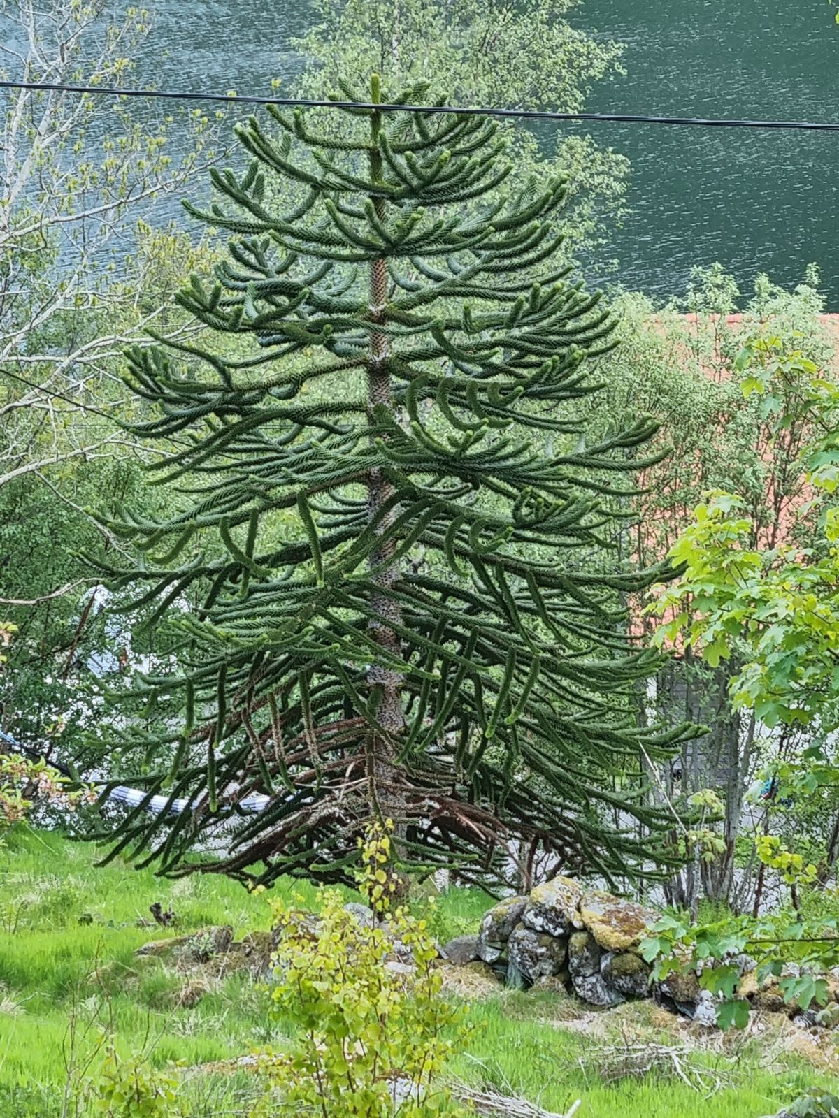Araucaria araucana (Monkey Puzzle Tree) (alternate view 6)