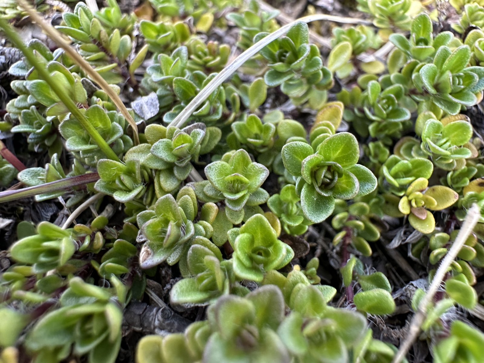 Thymus pseudolanuginosus (Woolly Thyme) (alternate view 4)