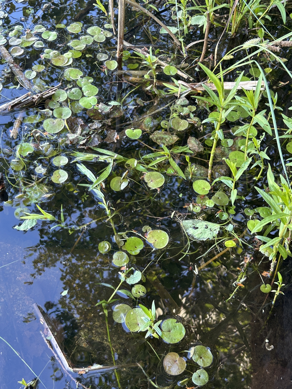 Hydrocharis morsus-ranae (European Frog-bit) (alternate view 15)