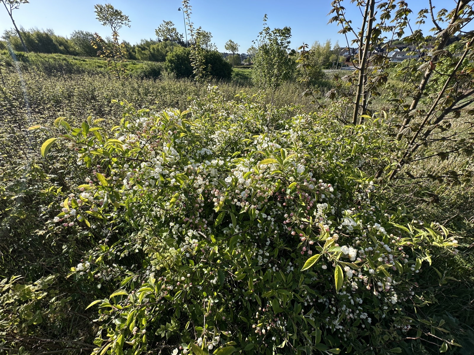 Malus sargentii (Sargent Crabapple Tree) (alternate view 2)
