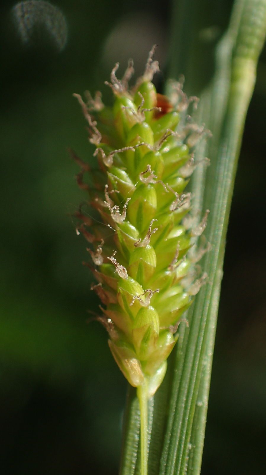 Carex pallescens (pale sedge) (alternate view 11)