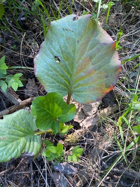 Bergenia cordifolia, Elephant's ears — clumping evergreen (Saxifragaceae) (image 5 of 10)