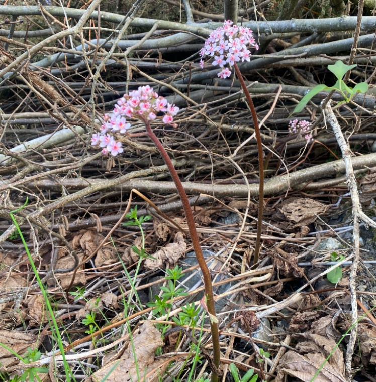 Darmera peltata (umbrella plant) (alternate view 11)
