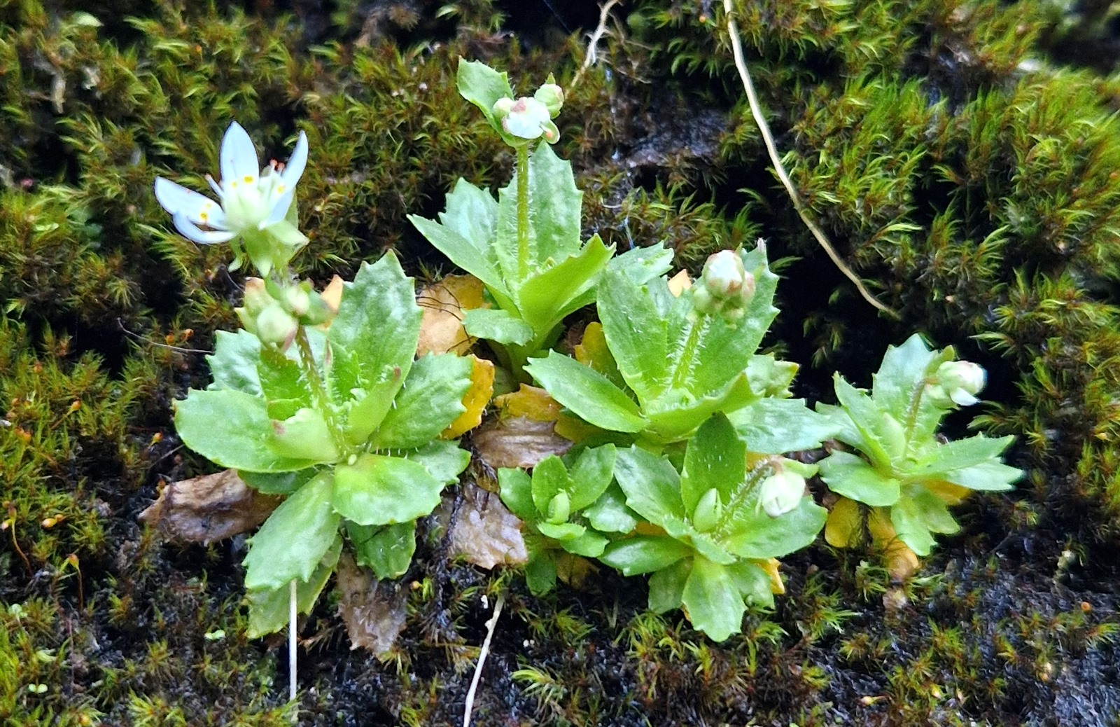 Micranthes stellaris (Hairy Kidney-wort) (alternate view 13)