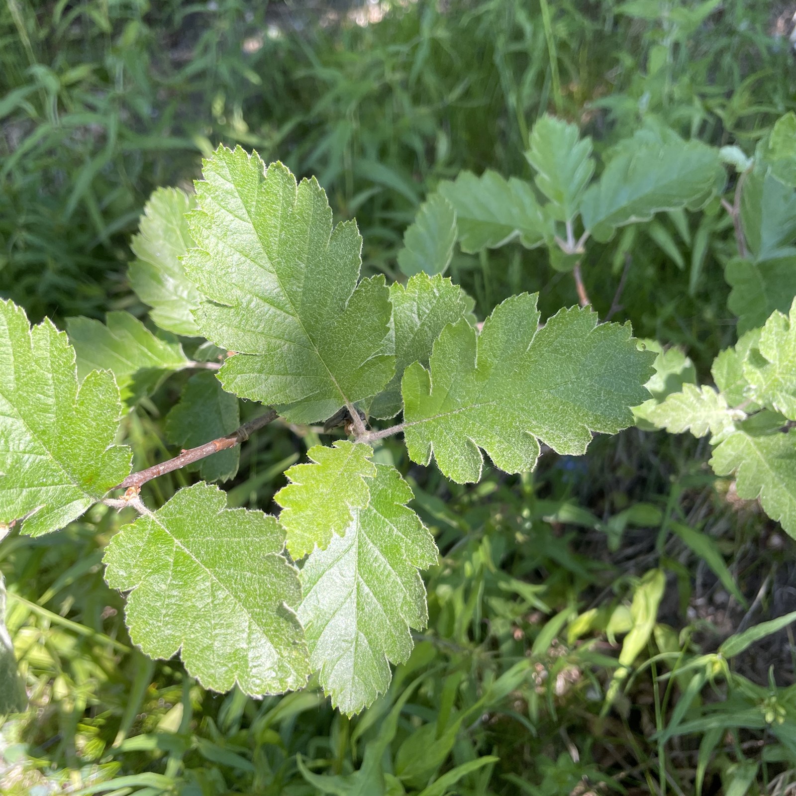 Scandosorbus intermedia (Swedish Whitebeam) (alternate view 13)