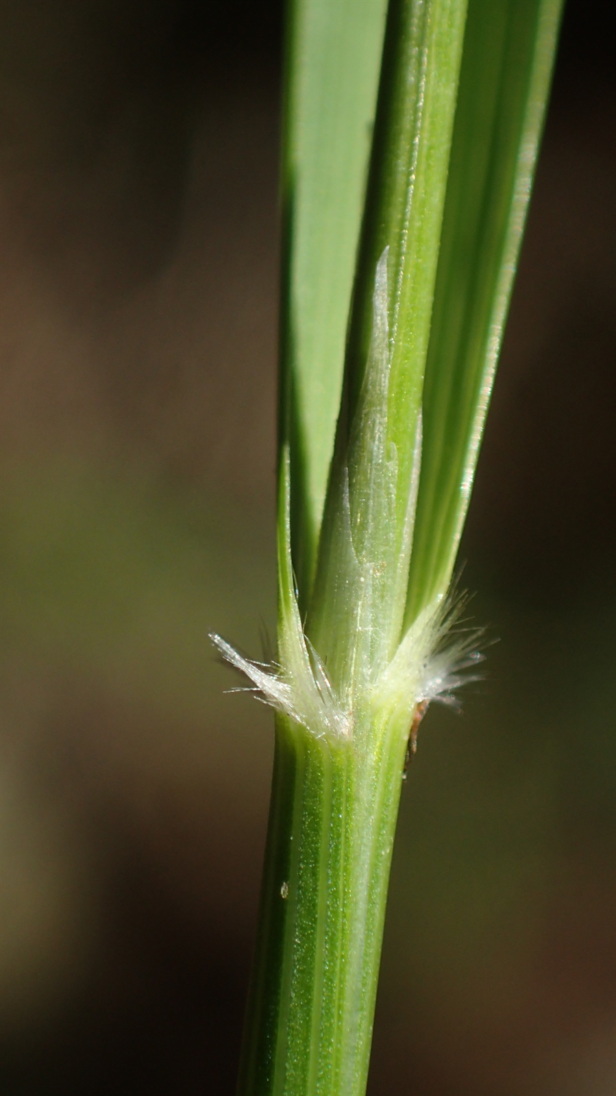 Calamagrostis brachytricha (Korean Feather Reed Grass) (alternate view 7)