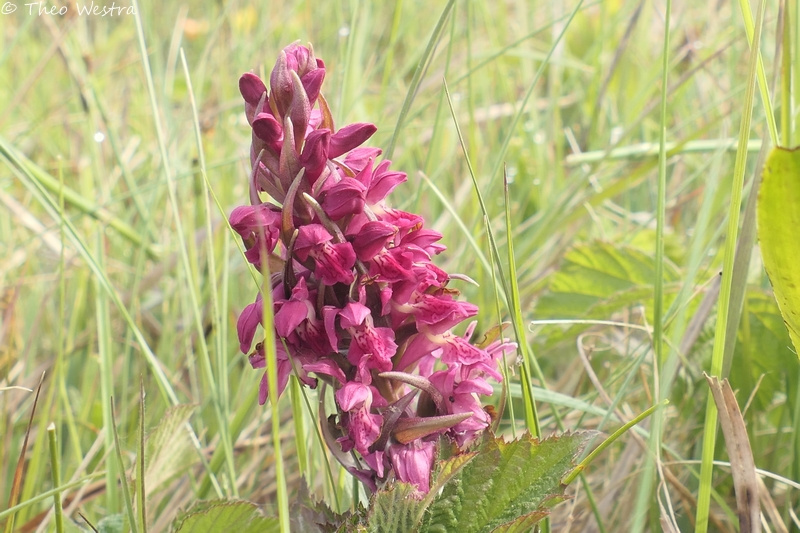 Dactylorhiza incarnata (Early Marsh-orchid) (alternate view 6)