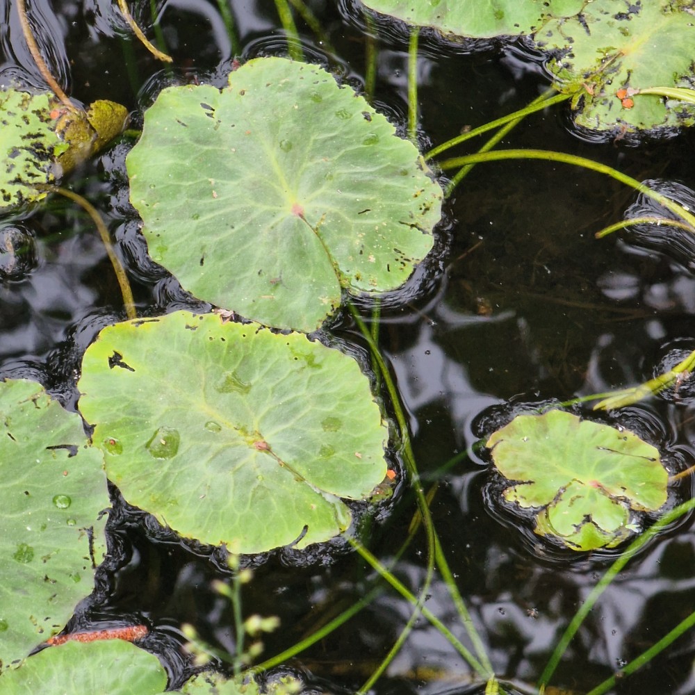 Nymphoides peltata (water fringe) (alternate view 13)
