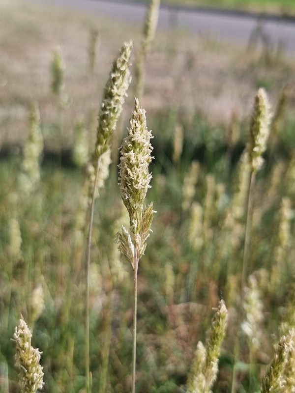 Koeleria macrantha (Prairie Junegrass)