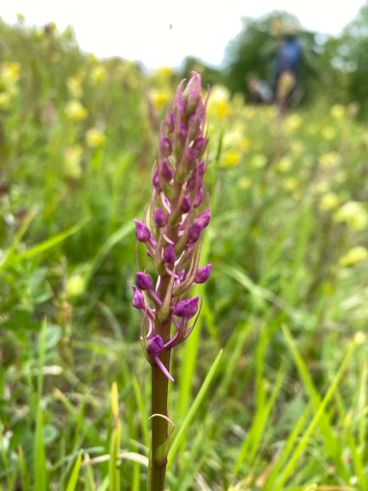 Gymnadenia conopsea (Fragrant Orchid) (alternate view 6)