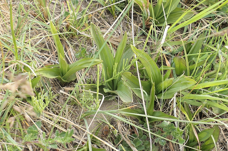 Epipactis palustris (Marsh Helleborine) (alternate view 6)