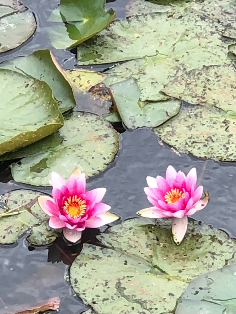 Nymphaea × marliacea (coloured water-lily) (alternate view 2)